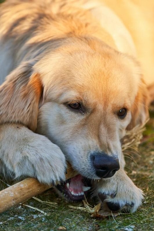 Why Do Dogs Eat Sticks and How to Keep Them Safe