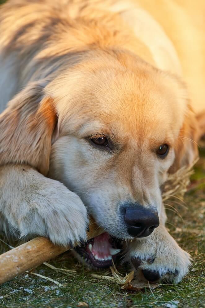 Why do dogs eat sticks