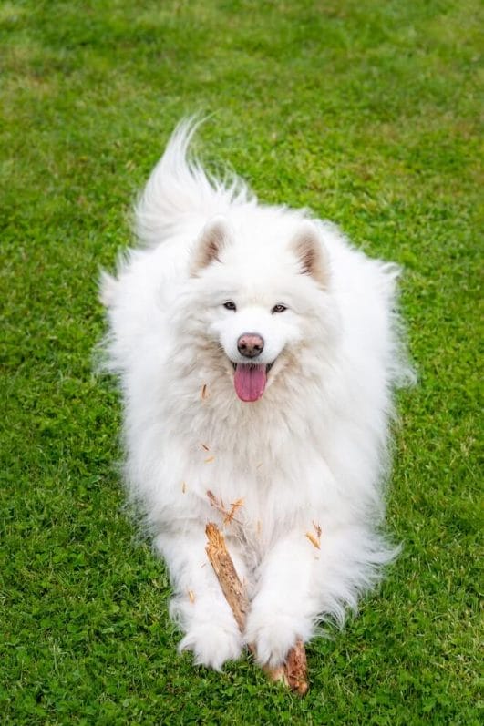 Why Do Dogs Eat Sticks and How to Keep Them Safe