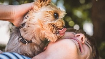 Why do dogs lick you