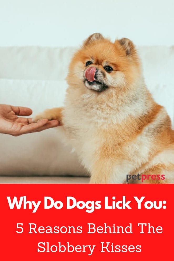 Why Do Dogs Lick You: 5 Reasons Behind The Slobbery Kisses