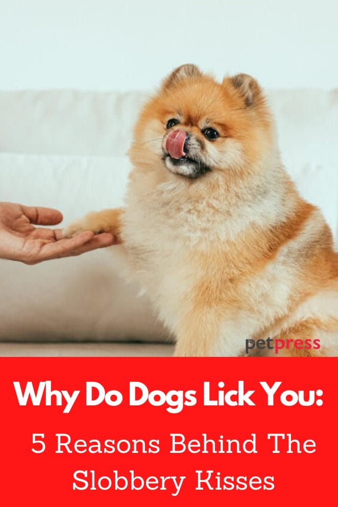 Why do dogs lick you