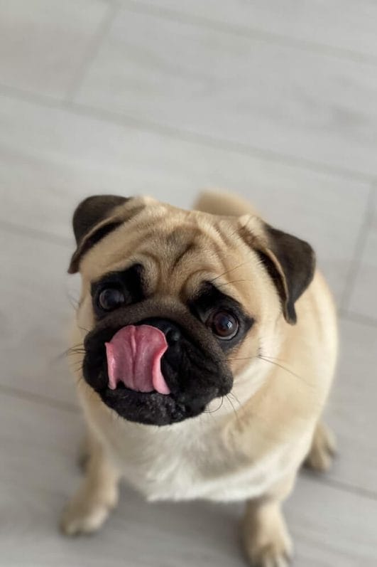 Why Do Dogs Lick You 5 Reasons Behind The Slobbery Kisses