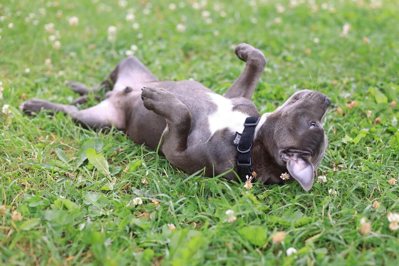 why-do-dogs-roll-on-their-backs-5-cute-reasons