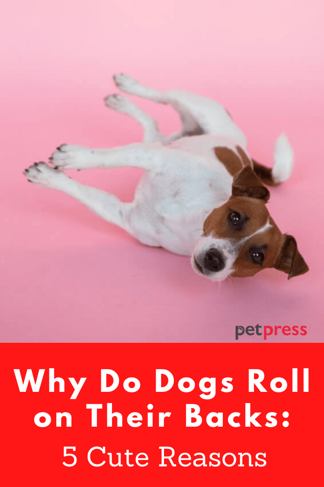 Why do dogs roll on their backs