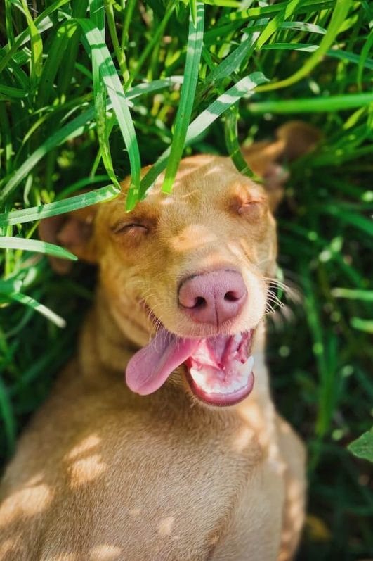 Why Do Dogs Roll on Their Backs 5 Cute Reasons