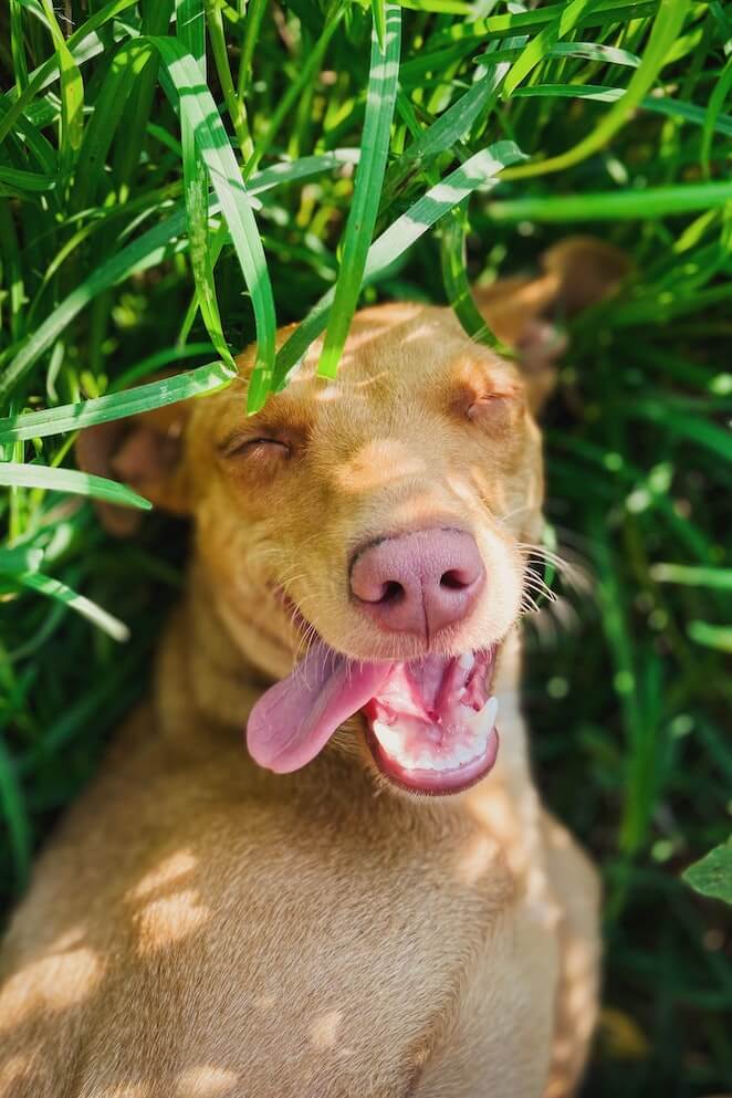 Why Do Dogs Roll on Their Backs 5 Cute Reasons