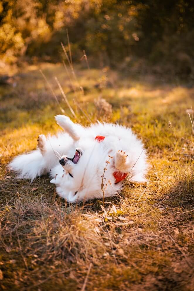 Why Do Dogs Roll On Their Backs: 5 Cute Reasons