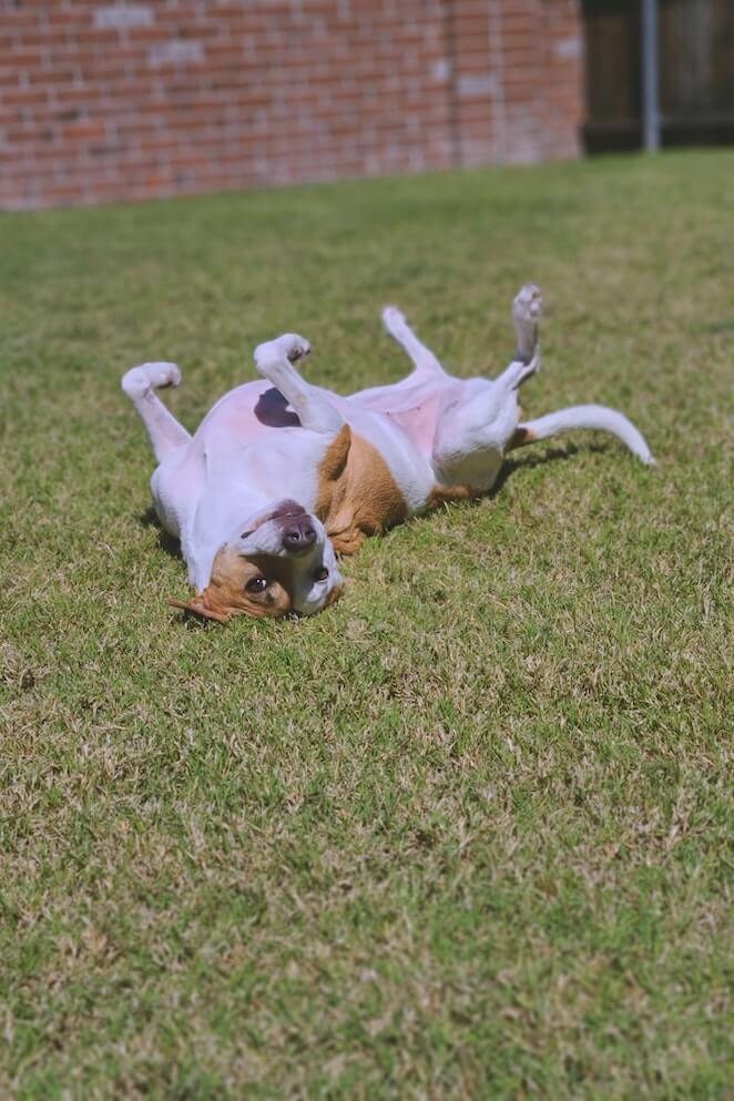 Why do dogs roll on their backs