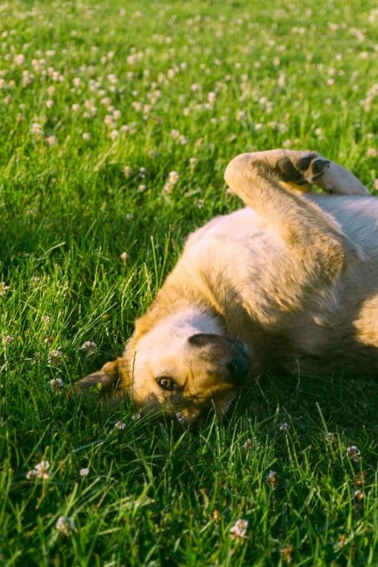 Why Do Dogs Roll On Their Backs: 5 Cute Reasons