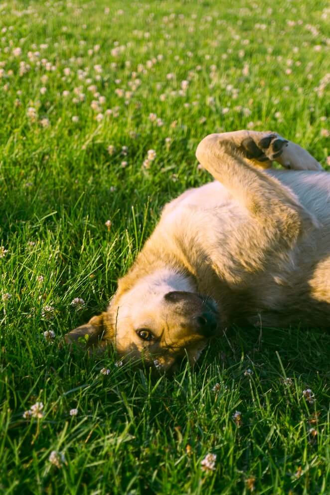 Why do dogs roll on their backs