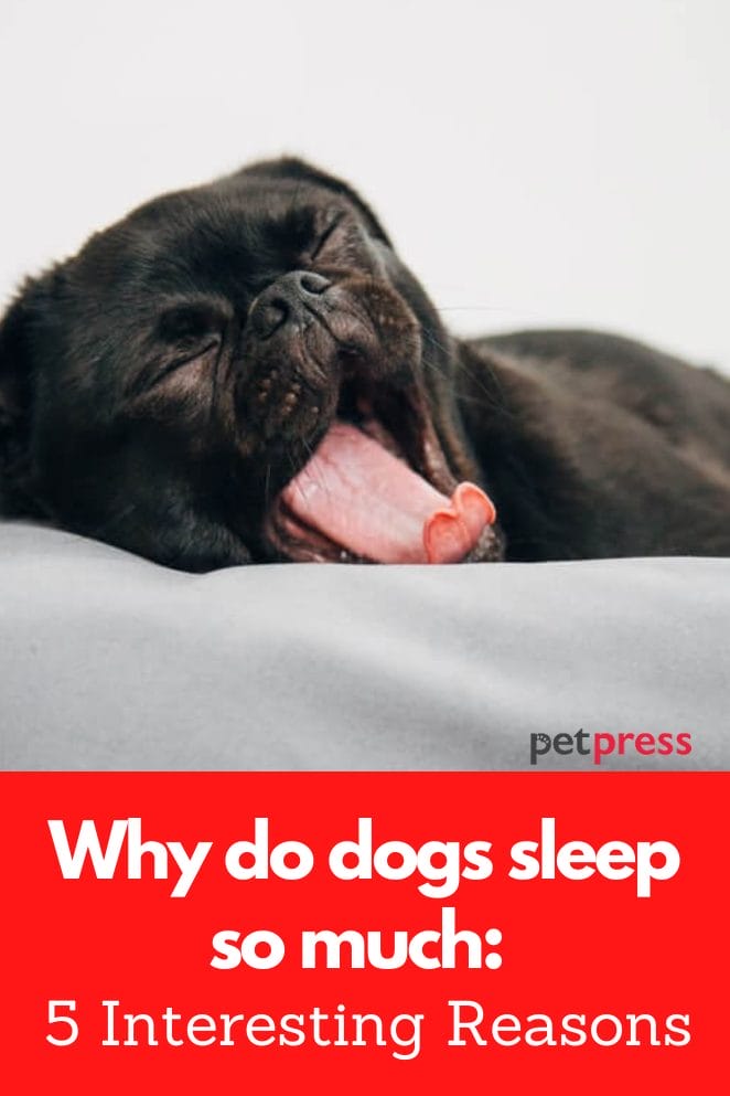 Why do dogs sleep so much