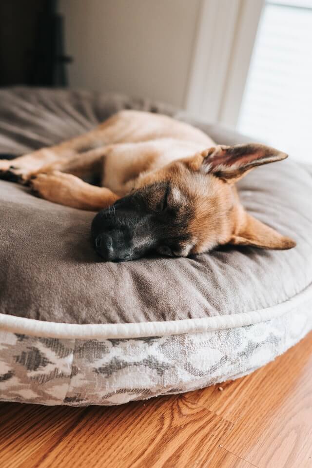 Why do dogs sleep so much 5 Interesting Reasons