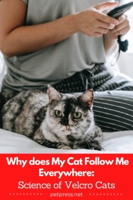 Why does My Cat Follow Me Everywhere: Science of Velcro Cats