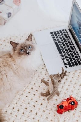Why does My Cat Follow Me Everywhere: Science of Velcro Cats