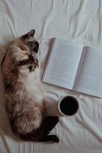 Why does My Cat Follow Me Everywhere: Science of Velcro Cats