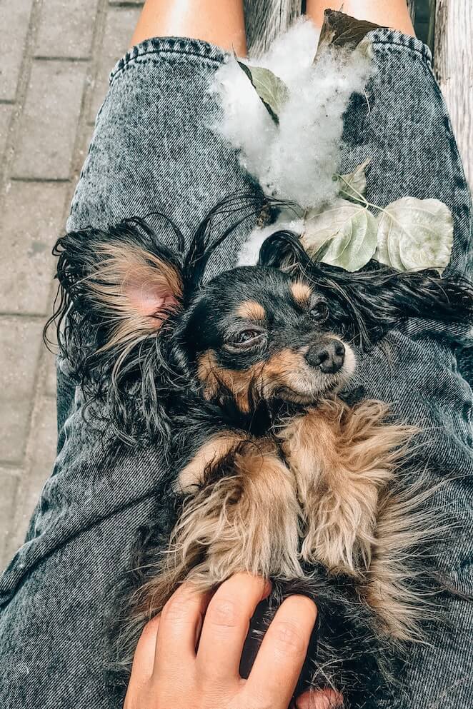 Why does my dog lay on top of me