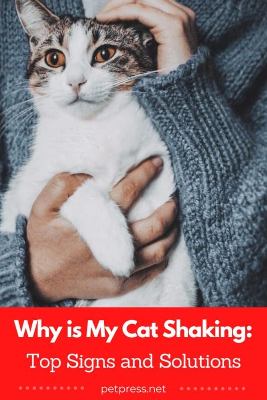 Why is My Cat Shaking Top Signs and Solutions