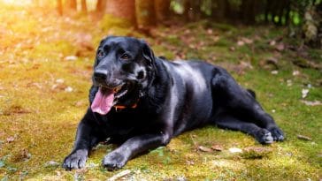 Why is my dog panting so much