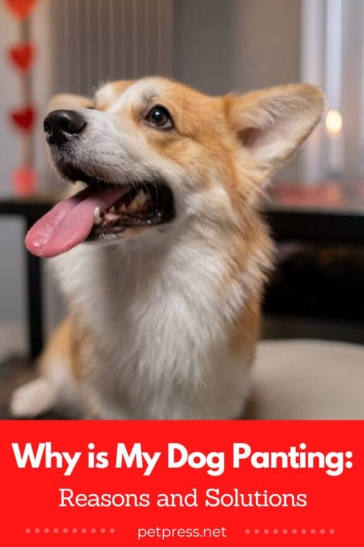 Why is My Dog Panting So Much Reasons and Solutions