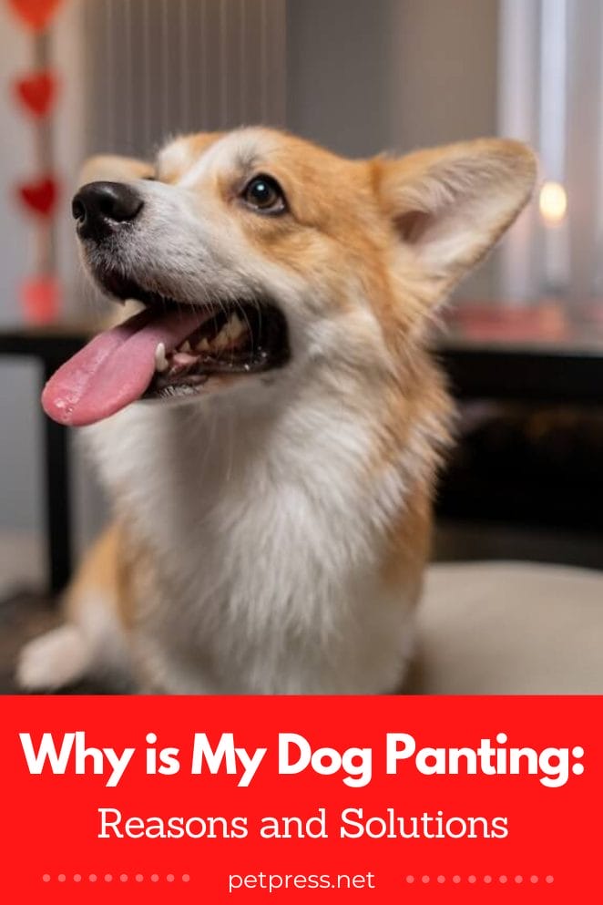 Why is My Dog Panting So Much Reasons and Solutions
