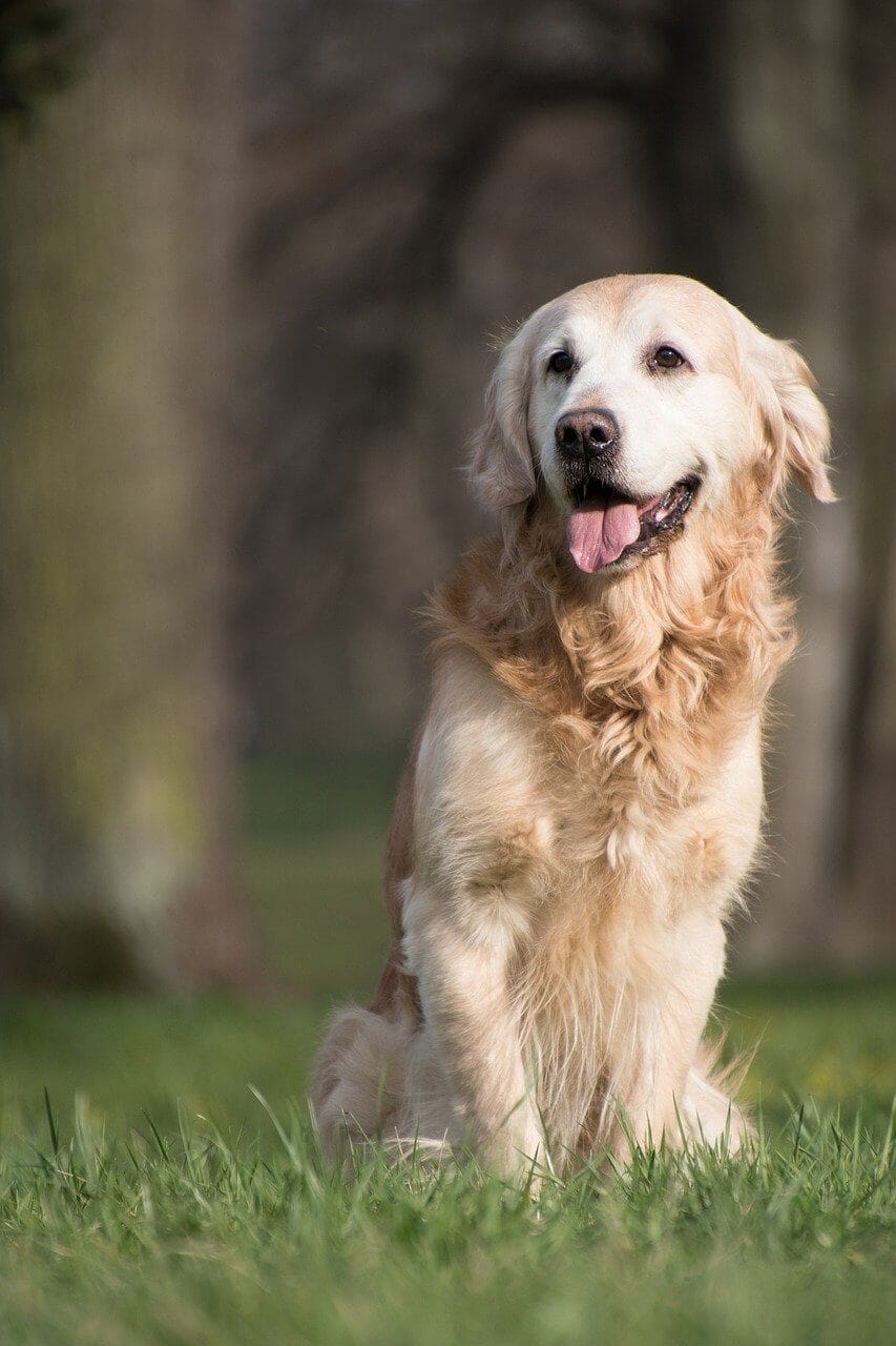 Why is My Dog Panting So Much Reasons and Solutions