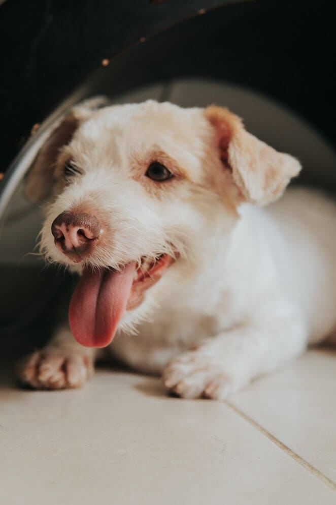 Why is My Dog Panting So Much Reasons and Solutions