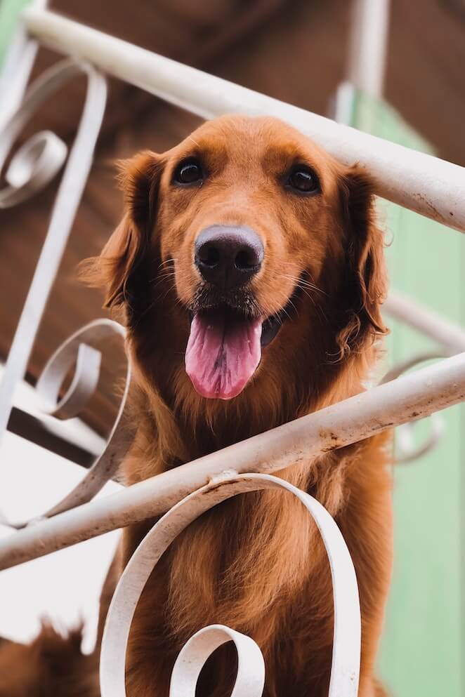 Why is My Dog Panting So Much Reasons and Solutions