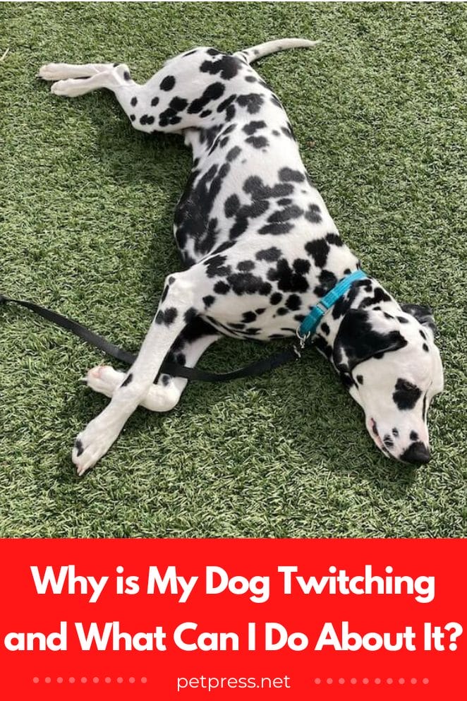 Why Is My Dog Twitching And What Can I Do About It why-is-my-dog-twitching-and-what-can-i-do-about-it