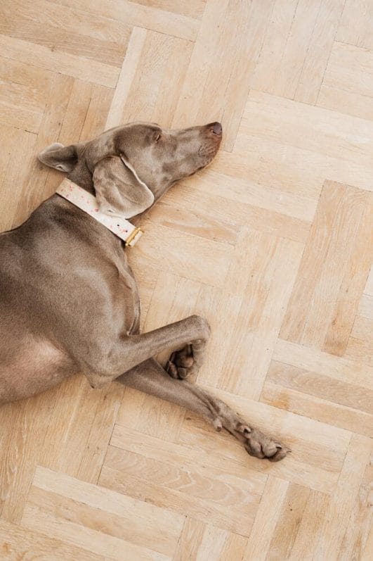 Why is My Dog Twitching and What Can I Do About It?