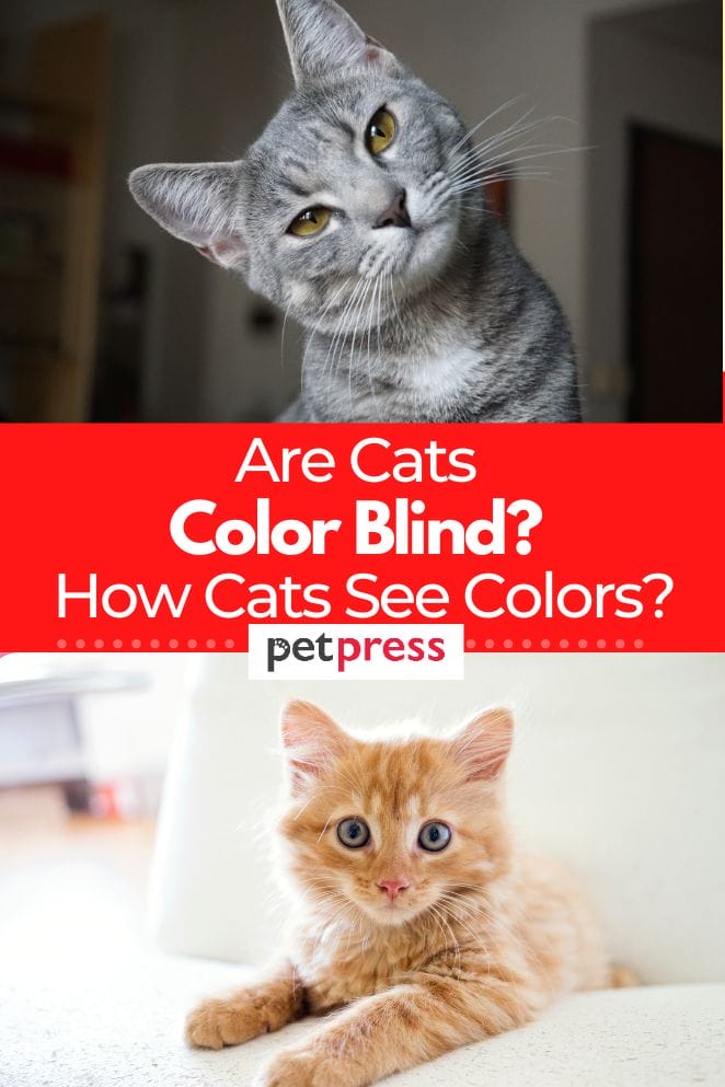 are cats color blind