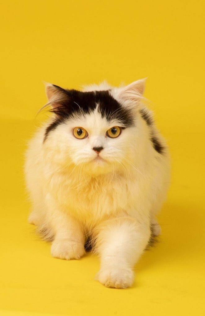 cat breeds that act like dogs