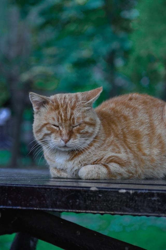 Why Do Cats Chirp? The Reasons Behind This Strange Behavior