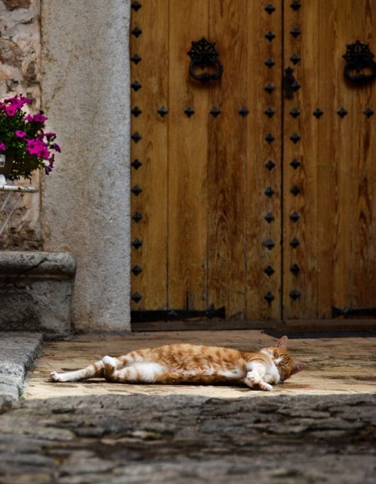 5 Signs Your Cat is Dying What to Look For and What You Can Do