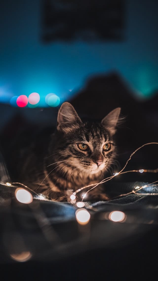 Why Does My Cat Meow at Night? 4 Reasons Your Kitty Is Making Noise