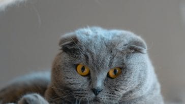 cat-stare