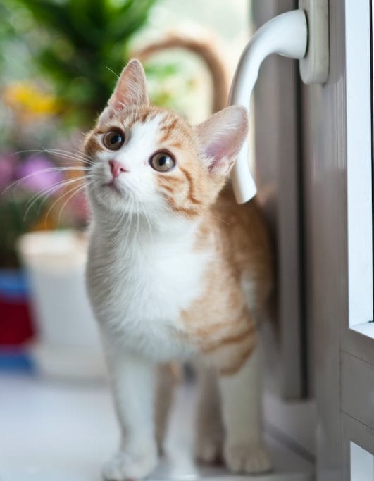 Are Cats Color Blind? The Science Behind How Cats See Colors