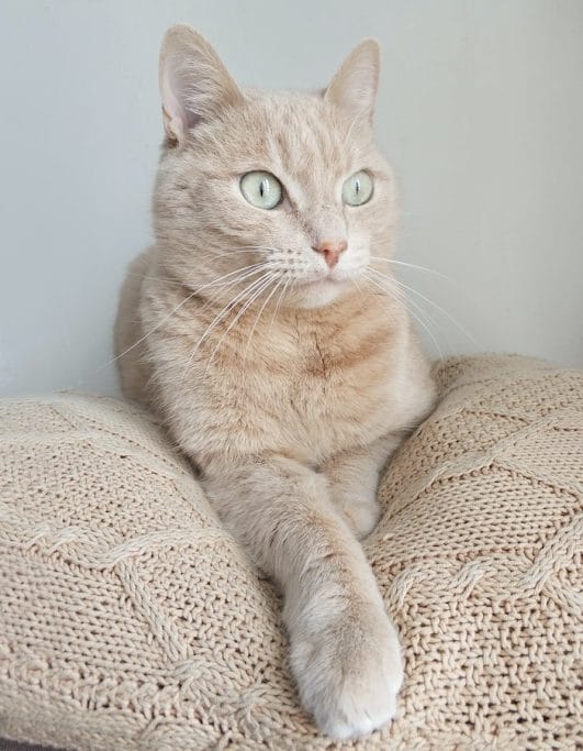 Are Cats Color Blind? The Science Behind How Cats See Colors