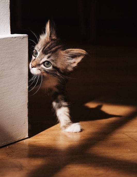 How to Discipline a Cat Tips and Tricks for Effective Cat Training