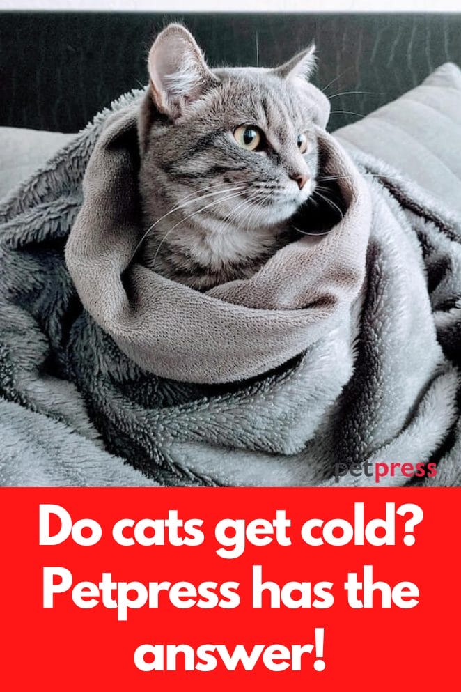 do cats get cold