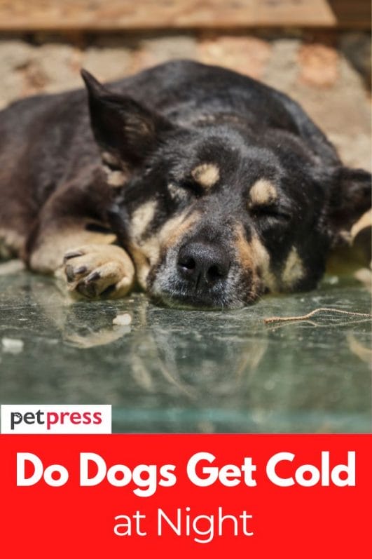 Do Dogs Get Cold at Night Truth About Dog Body Temperature