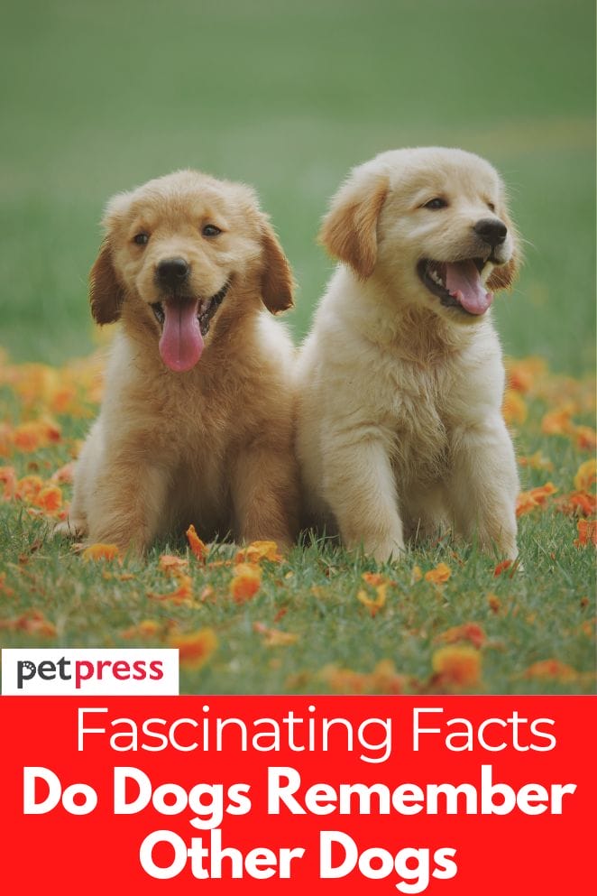 Do Dogs Remember Other Dogs? The Facts About Canine Memory