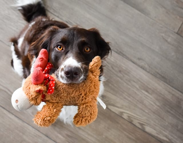 dog-and-stuffed-animal