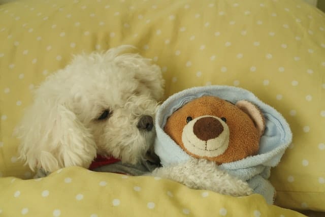 dog-and-stuffed-animals