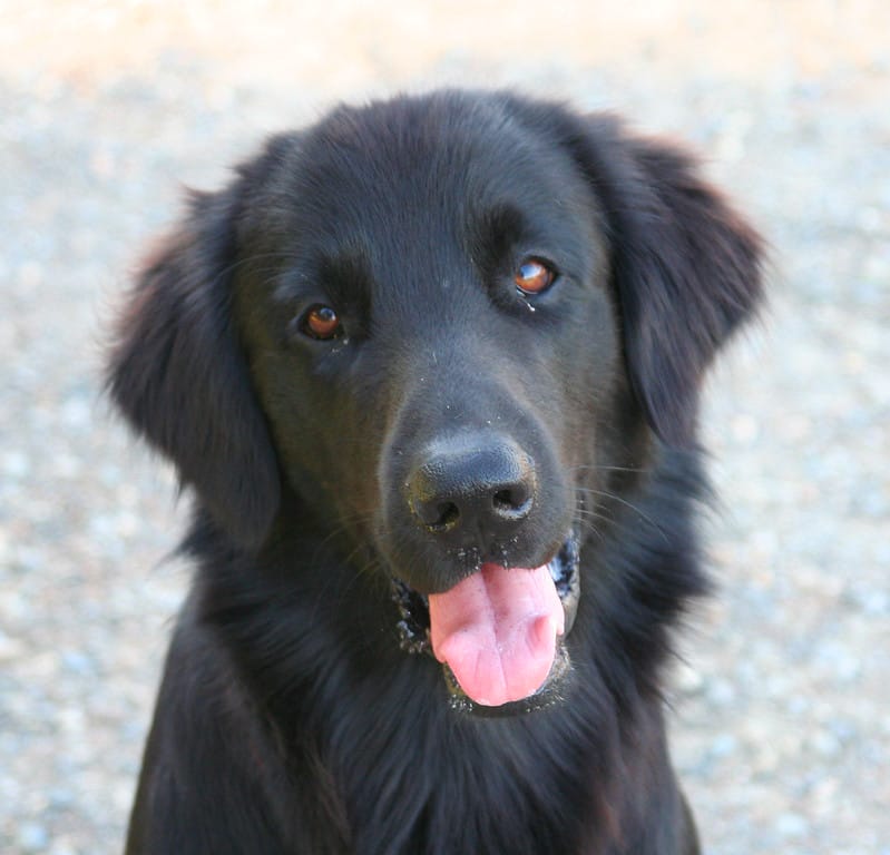 dog-eye-boogers