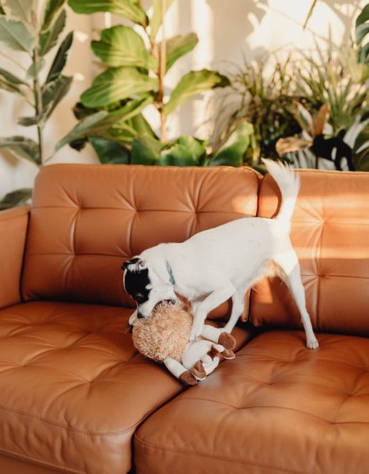 Why Do Dogs Get the Zoomies? 3 Fun Facts About Dog Energy