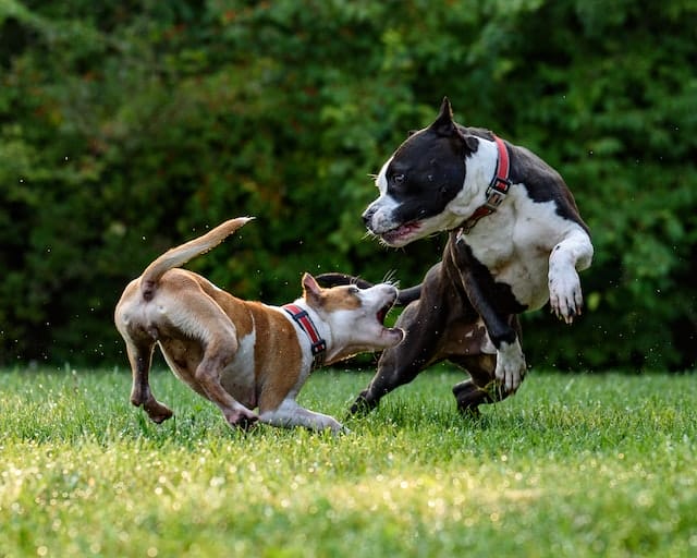 Why Do Dogs Play Bite 4 Reasons Behind This Fun Behavior Why Do Dogs Play Bite 4 Reasons Behind This Fun Behavior