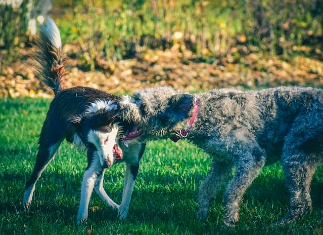 dogs-playing-bite