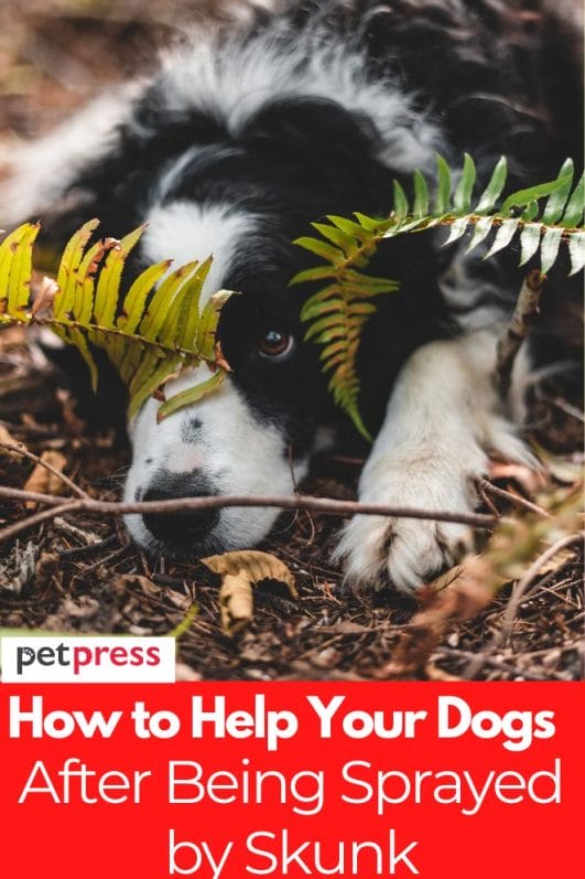 How to Help Your Dogs After Being Sprayed by Skunk