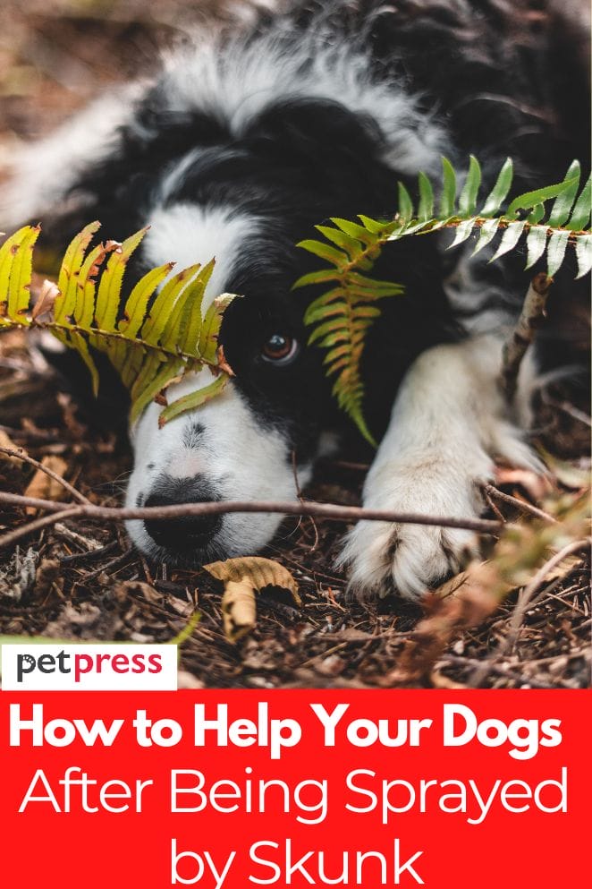 How to Help Your Dogs After Being Sprayed by Skunk